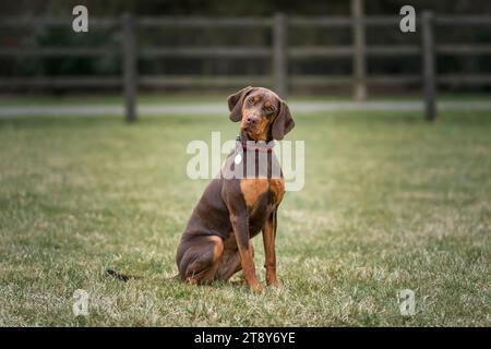Sprizsla, un cane che attraversa un Vizsla e uno Springer Spaniel, con un'incredibile inclinazione della testa seduto in posizione eretta in un campo Foto Stock