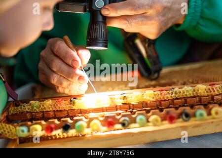 Un apicoltore seleziona larve di api per coltivare api regine in cellule di plastica regina. Larva di api, selezionata per coltivare api regine. Strumento per raccogliere larve da ho Foto Stock