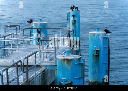 Cormorani e gabbiani sul molo di Sellin, isola di Rügen, Meclemburgo-Pomerania occidentale, Germania Foto Stock