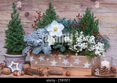 niger helleborus, caldo d'india e conifere in scatola di legno come decorazione del giardino di natale Foto Stock