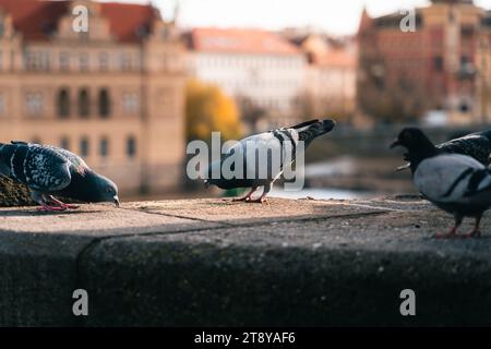 Diversi piccioni su una superficie di pietra in un ambiente urbano. Un piccione sta picchiando a terra, mentre altri si trovano nelle vicinanze. Foto Stock