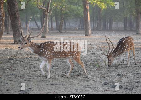 Cervi vaganti nei Sundarbans, Khulna. Bangladesh Foto Stock