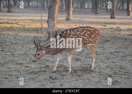 Cervi vaganti nei Sundarbans, Khulna. Bangladesh Foto Stock