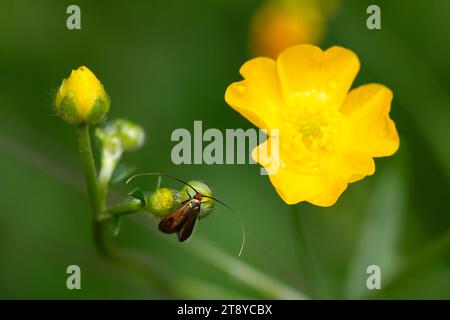 Farfalla di Adelidae arroccata su fiori gialli di campo, foto macro orizzontale della natura. Copia spazio. Foto Stock