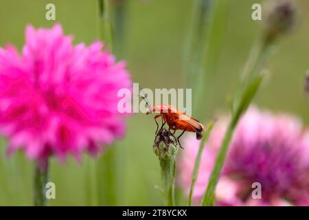 scarabeo soldato arroccato su un fiore rosa nel giardino. Foto macro orizzontale con bella composizione, colorata. Copia spazio. Foto Stock