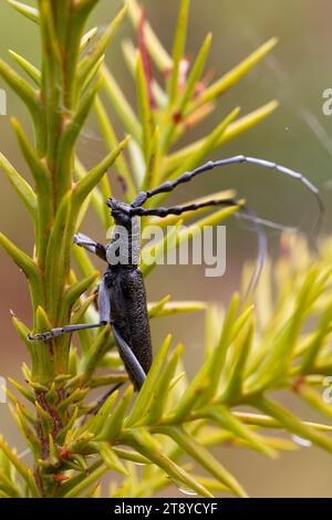 scarabeo capricorno arroccato su un ramo di pino in una fotografia macro verticale con uno sfondo verde dove spicca il suo colore nero lucido. Copia spazio. Foto Stock