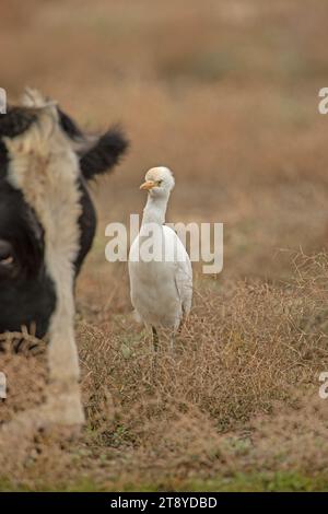 Aironi di bestiame occidentale (Bubulcus ibis) che si nutrono tra le mucche. Foto Stock