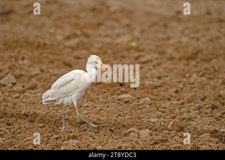 Allevamento bovino occidentale (Bubulcus ibis) in campo. Foto Stock