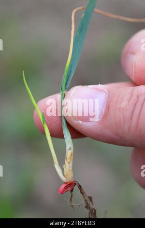 Giovani piante di grano invernale danneggiate da larva, larva di mosca di bulbo di grano (il nome latino è Delia coarctata). Un organismo nocivo di colture agricole di cereali ed erba. Foto Stock