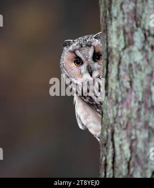 Gufo dalle lunghe orecchie da dietro un albero nella foresta Foto Stock