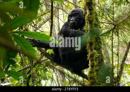 Gorilla Orientale - Gorilla beringei ha messo in pericolo il più grande primate vivente, gorilla di pianura o gorilla di Grauer (graueri) nel verde della pioggia Foto Stock