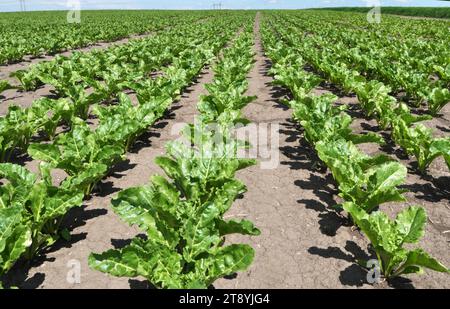 In primavera, la barbabietola da zucchero cresce sul campo dell'agricoltore Foto Stock