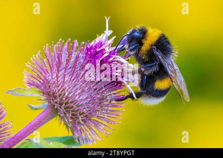 Primo piano di un Bombus terrestris, Buff-tailed bumblebee o terra di grandi dimensioni a Bumblebee, alimentando il nettare dei fiori di colore rosa Foto Stock