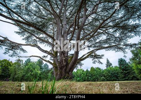Grande pino scozzese antico Pinus sylvestris con grande tronco di alberi su un campo Foto Stock