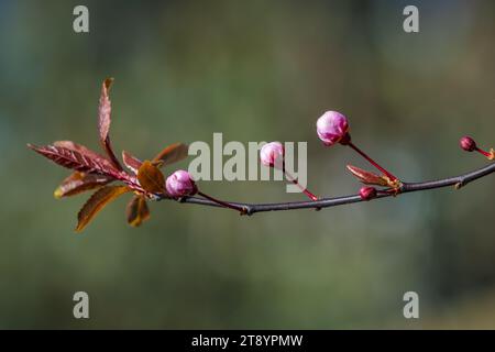 Primo piano del Prunus cerasifera noto come prugna di ciliegio, prugna di mirobalano che fiorisce in primavera. Splendida fioritura in pieno giorno. Foto Stock