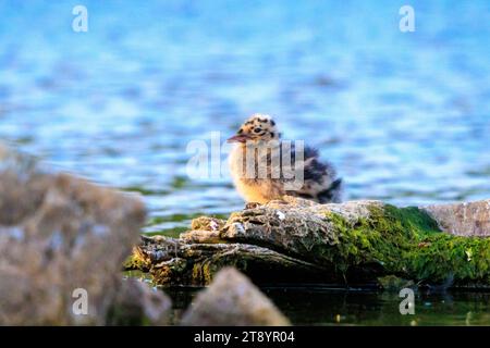 Primo piano di un gabbiano dalla testa nera, Chroicocephalus ridibundus, piccoli pulcini che lasciano il nido Foto Stock