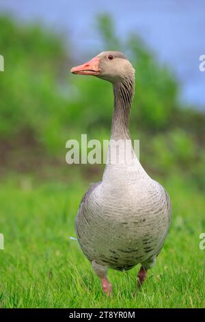 Primo piano di un'oca Greylag, Anser Anser, che si ripete in un prato verde con i pulcini Foto Stock