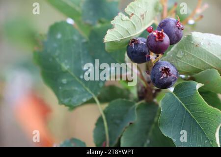 Bacche blu mature sullo sfondo di foglie verdi che maturano in estate nell'orto Foto Stock