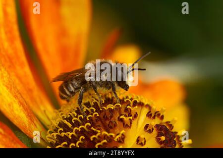 Primo piano naturale su un'ape maschio Patchwork, Megachile centuncularis, seduto su un fiore arancione di Helenium Foto Stock