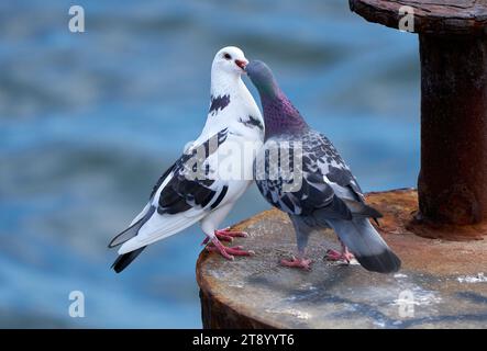 Due piccioni che si nutrono a vicenda su un vecchio palo di metallo arrugginito nel mare Foto Stock