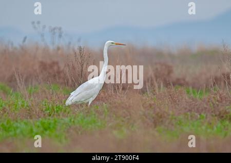 Grande egret, Ardea alba. Un uccello bianco sta nell'erba. Foto Stock