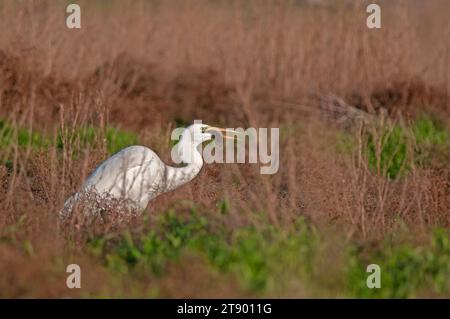 Grande egret, Ardea alba viene cacciata. L'airone mangia topi. Foto Stock