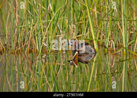 Piccola Grebe (Tachybaptus ruficollis) nel lago tra le canne. Foto Stock