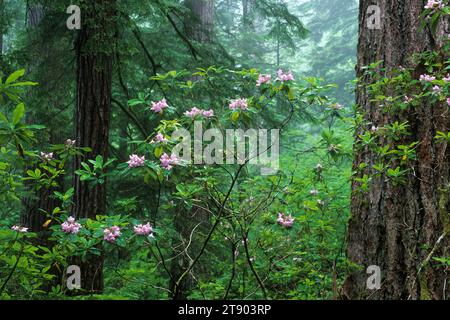 Antica foresta con rododendro del Pacifico (Rhododendron macrophyllum), Quartzville Creek Wild & Scenic River, Oregon Foto Stock