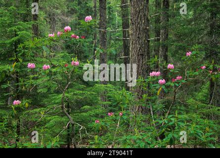 Antica foresta con rododendro del Pacifico (Rhododendron macrophyllum), Three Sisters Wilderness, Willamette National Forest, Oregon Foto Stock