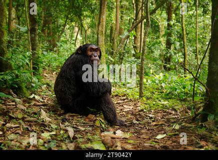 Chimpanzee comune o robusto - anche i trogloditi Pan suonano, grande scimmia originaria della foresta e della savana dell'Africa tropicale, relati viventi più vicini agli esseri umani Foto Stock