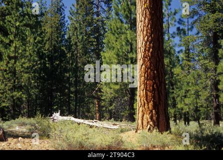 Pino Ponderosa (Pinus ponderosa) su Pines in the Pumice Trail, Winema National Forest, Oregon Foto Stock