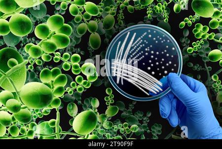 Superbug Fungus microbiologia come concetto di infezione fungina mortale come minaccia microbica e mucormicosi come Candida auris funghi diffusione come Mycology wi Foto Stock