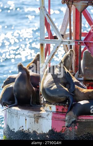 Leoni marini della California che si rilassano su una boa d'acqua sicura Foto Stock