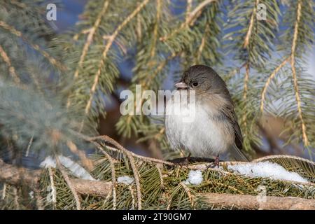 Primo piano femmina Dark Eyed Junco (Junco hyemalis) che si arrocca nei boughs di un albero di abete bianco del Minnesota nel nord del Minnesota negli Stati Uniti Foto Stock