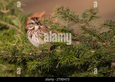 Primo piano Song Sparrow (Melospiza melodia) arroccato nei boughs di abete bianco nella Chippewa National Forest, Minnesota settentrionale USA Foto Stock