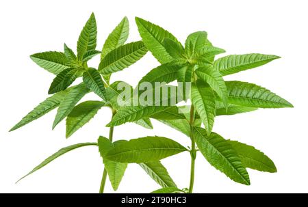 La verbena del limone isolati su sfondo bianco Foto Stock