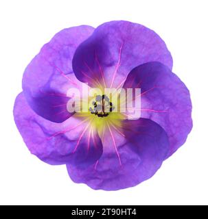 Testa di fiore al geranio isolata su sfondo bianco Foto Stock