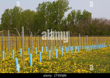 File di giovani Malus domestica - alberi di mele protetti dal vento e dal freddo con paletto e maniche di plastica blu in primavera, Quebec, Canada Foto Stock