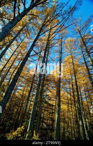 Alberi di pino giallo rosso lungo il fiume Azusa e hanno sullo sfondo il monte Yake durante il periodo autunnale nel parco nazionale di Kamikochi Foto Stock