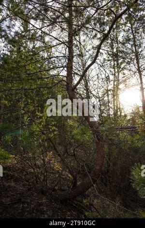 Giovane pino con tronco curvo che cresce nella foresta Foto Stock