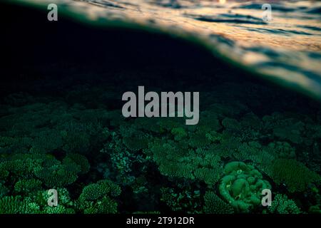 Barriera corallina della laguna di Mayotte al tramonto Foto Stock