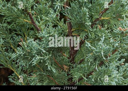 Juniperus - rami di alberi di ginepro in estate. Foto Stock