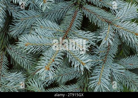 Picea pungens - foglie di abete rosso del Colorado blu in estate. Foto Stock