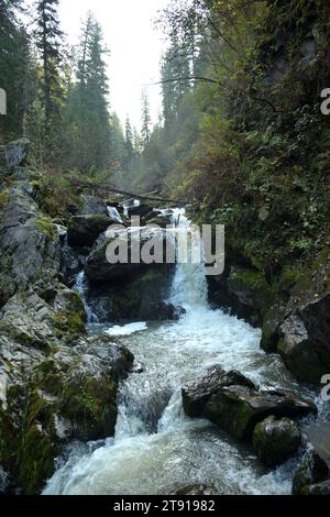 Un ruscello rapido di un fiume di montagna scorre come una cascata tempestosa, piegandosi intorno alle pietre attraverso una fitta foresta autunnale in una mattinata nebbiosa. Theveneck Ri Foto Stock