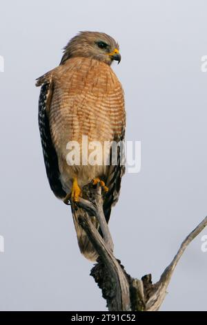 Un falco dalle spalle rosse arroccato su una filiale in Florida. Foto Stock