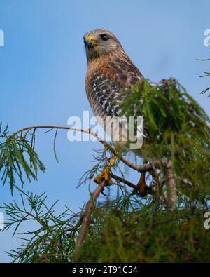 Un falco dalle spalle rosse arroccato su una filiale in Florida. Foto Stock