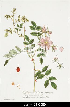 L'Eglantier (Wild Rose), da ' la Boutique mise a la portee de tout le monde', 1774, Nicolas-Francois Regnault, francese, 1746 - c. 1810, 14 3/4 x 10" (37,47 x 25,4 cm) (piastra)13/16 x 1/8" (47,78 x 35,88 cm) (foglio), incisione colorata a mano, Francia, XVIII secolo Foto Stock