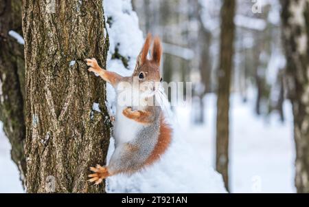 Curioso scoiattolo rosso con il soffice pelliccia si siede sul tronco di albero e cerca di cibo Foto Stock