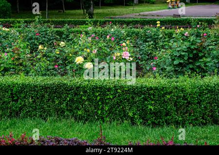 Paesaggio vivido nel giardino botanico Alexandru Buia da Craiova nella contea di Dolj, Romania, con fiori, erba e grandi tres verdi in una splendida zona soleggiata Foto Stock