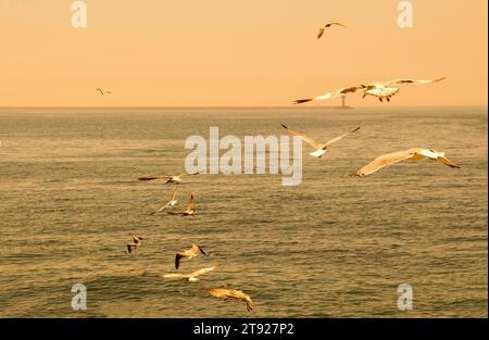 Gregge di gabbiani che pattina nel cielo Foto Stock